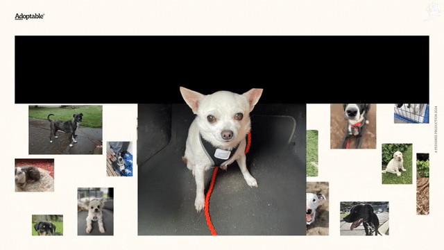 Case Film: “Adopted. by Pedigree”