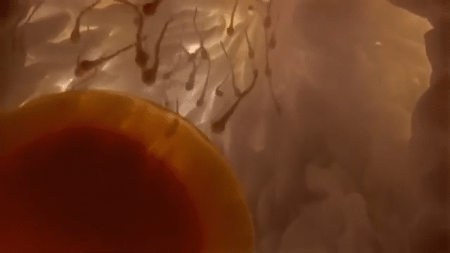 TVC Dove: Manthem