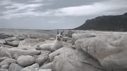 TVC WWF: “Bamboseal”