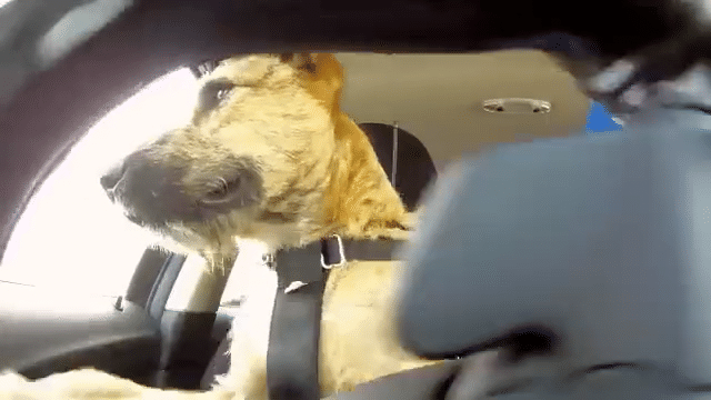 TVC của MINI x SPCA: “Driving Dog”