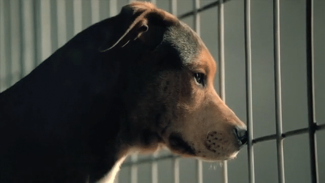 Case Film PEDIGREE: “Dog-A-Like”