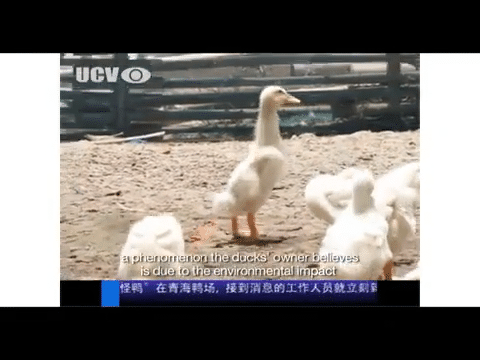 TVC Sunsnack: Beijing Duck